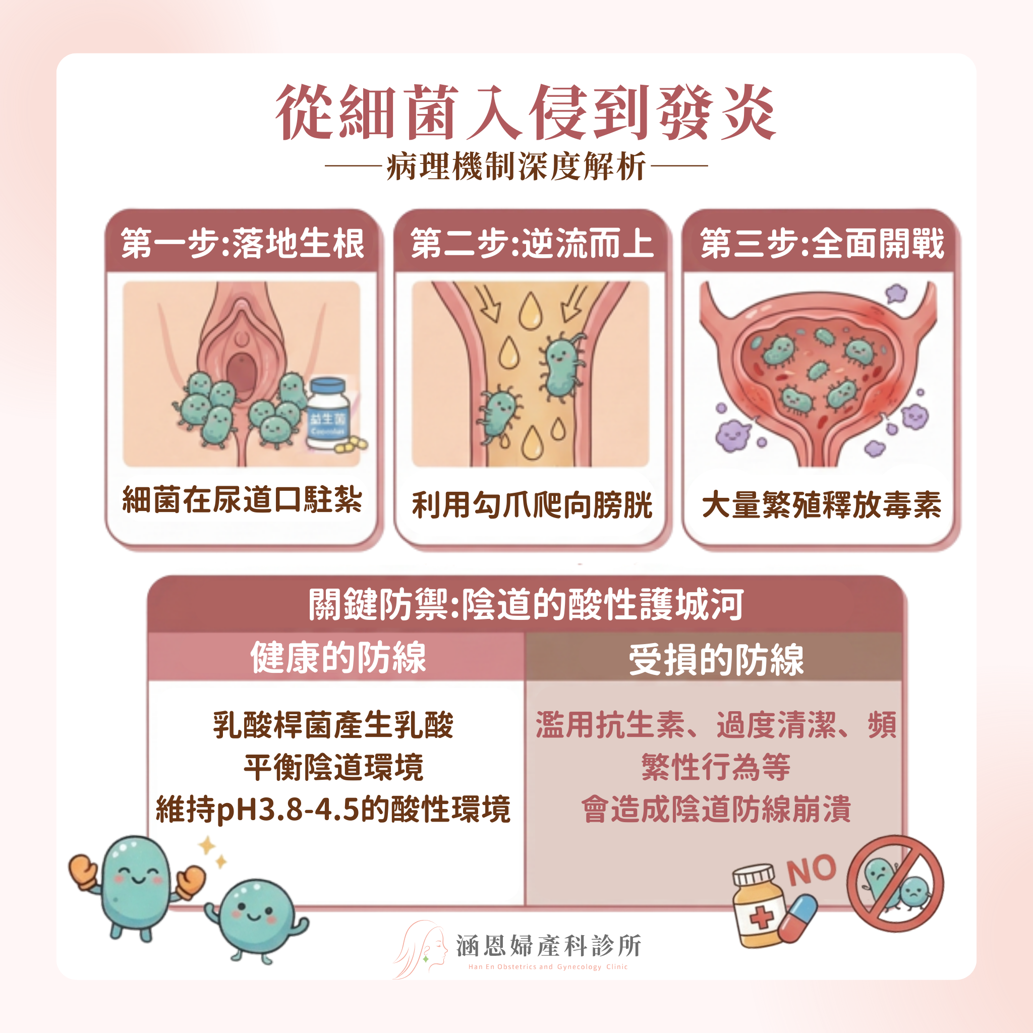 大腸桿菌引發泌尿道感染與陰道微生態失衡的病理機制